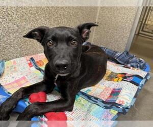 Mutt Dogs for adoption in Santa Rosa, CA, USA