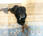 Small #6 Rottweiler