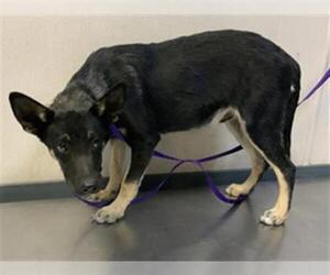 German Shepherd Dog-Unknown Mix Dogs for adoption in Visalia, CA, USA