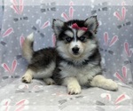 Small Photo #4 Pomsky Puppy For Sale in LAKELAND, FL, USA