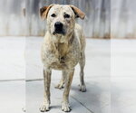 Small #1 Labrador Retriever Mix