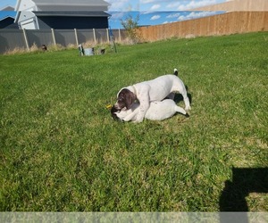 German Shorthaired Pointer Puppy for sale in HELENA, MT, USA