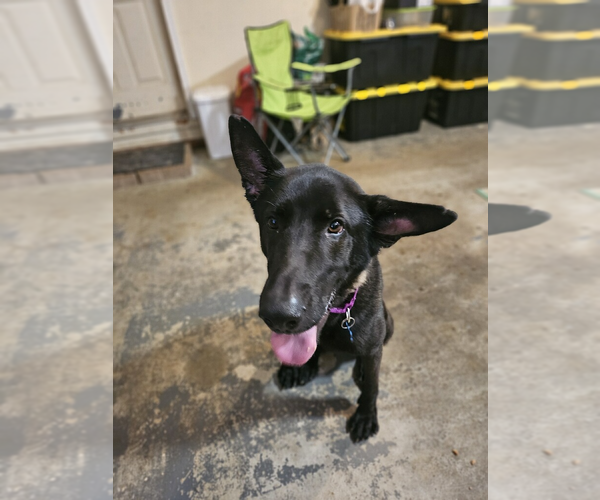 Medium Photo #6 Mutt Puppy For Sale in Imlay City, MI, USA