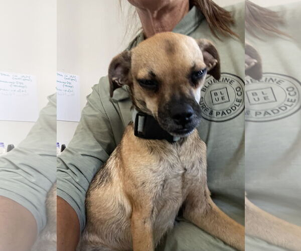 Medium Photo #1 Chihuahua-Unknown Mix Puppy For Sale in Chandler, AZ, USA