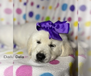 Golden Pyrenees Puppy for Sale in NIANGUA, Missouri USA