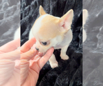 Small #11 Chihuahua