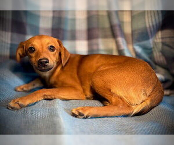 Medium Photo #3 Chihuahua-Unknown Mix Puppy For Sale in Pleasanton, TX, USA