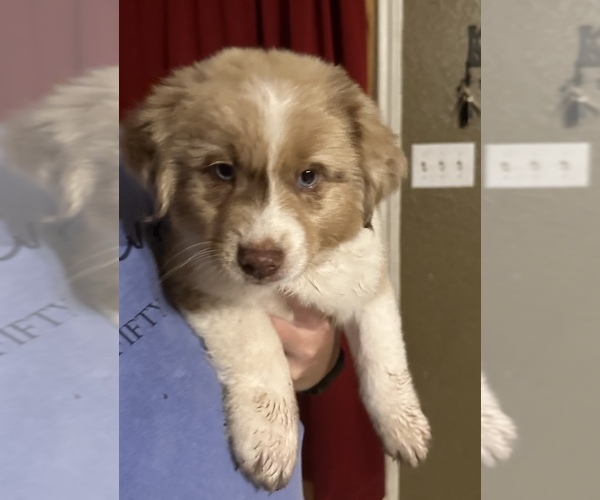 Medium Photo #3 Miniature Australian Shepherd Puppy For Sale in SMITHVILLE, TX, USA