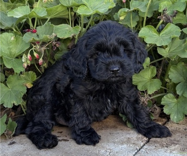 Medium Photo #3 Cavapoo (Miniature) Puppy For Sale in KALONA, IA, USA