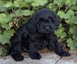 Puppy Max Cavapoo (Miniature)