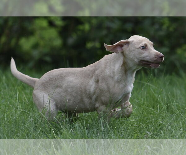 Medium Photo #6 Labrador Retriever Puppy For Sale in Mechanicsburg, PA, USA