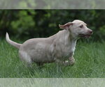 Small #5 Labrador Retriever
