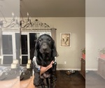 Puppy Pluto Dachshund-Labrador Retriever Mix