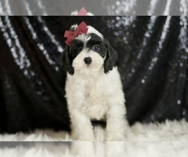 Medium Photo #81 Cavapoo Puppy For Sale in WARSAW, IN, USA