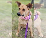 Small #1 Mutt