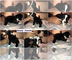 Small Photo #1 Boxer Puppy For Sale in BISMARCK, AR, USA