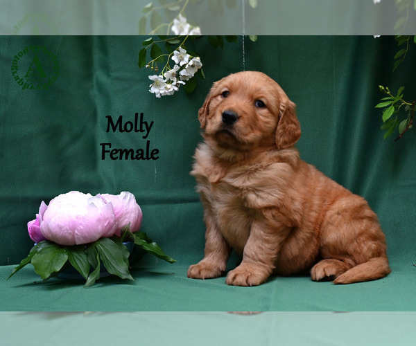 Medium Photo #3 English Cream Golden Retriever Puppy For Sale in HARRISONBURG, VA, USA