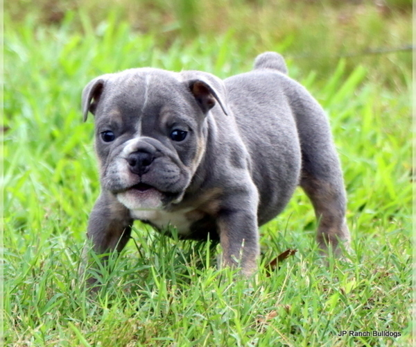 Medium Photo #3 Bulldog Puppy For Sale in WINNSBORO, TX, USA