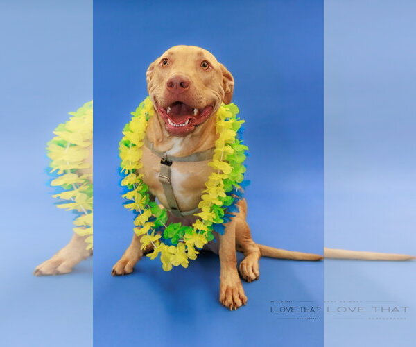 Medium Photo #1 Labrador Retriever-Unknown Mix Puppy For Sale in The Woodlands, TX, USA