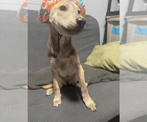 Chihuahua-Huskies Mix Dogs for adoption in Mukwonago, WI, USA