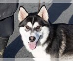 Small Photo #1 Siberian Husky Puppy For Sale in Martinez, CA, USA