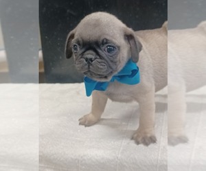 Pug Puppy for sale in NILES, MI, USA