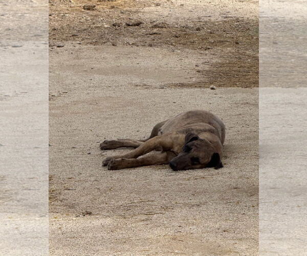 Medium Photo #3 Catahoula Leopard Dog-Retriever  Mix Puppy For Sale in Newport Beach, CA, USA
