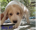 Puppy Puppy 7 Anatolian Shepherd-Kangal Dog Mix