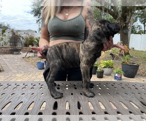 Medium Photo #24 Cane Corso Puppy For Sale in LAND O LAKES, FL, USA