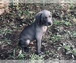 Puppy Puppy 4 Weimaraner