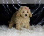 Small Photo #56 Maltipoo (Miniature) Puppy For Sale in WARSAW, IN, USA