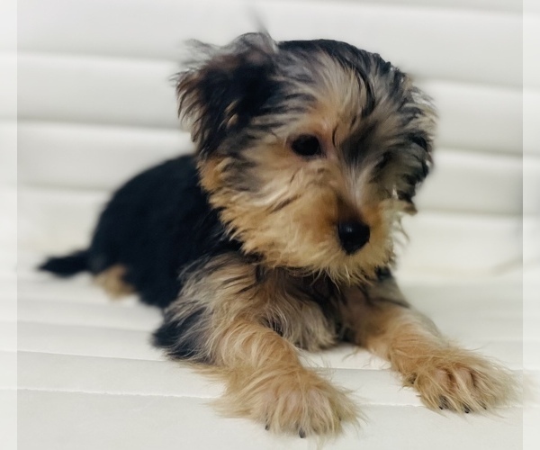 Medium Photo #5 Morkie Puppy For Sale in CINCINNATI, OH, USA