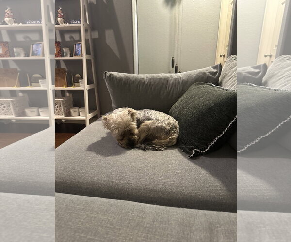 Medium Photo #4 Mutt Puppy For Sale in McKinney, TX, USA