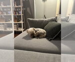 Small #3 Mutt