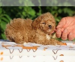 Small #9 Poodle (Toy)