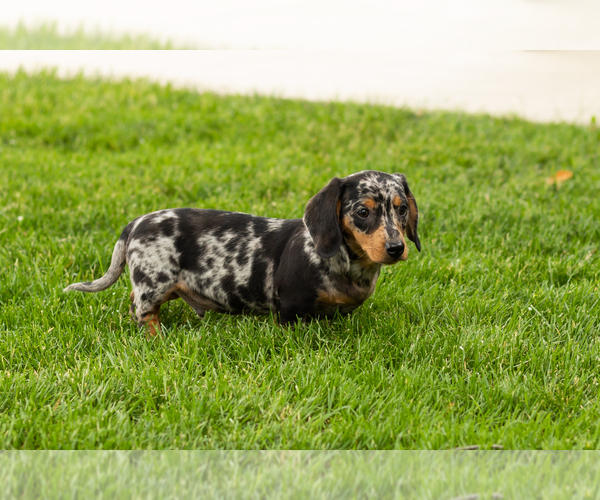 Medium Photo #6 Dachshund Puppy For Sale in BREMEN, IN, USA
