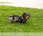 Small #5 Dachshund