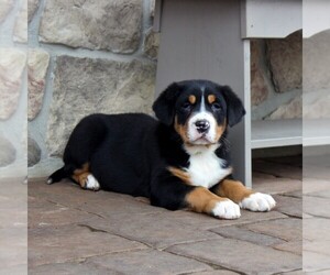 Greater Swiss Mountain Dog Puppy for sale in BIRD IN HAND, PA, USA