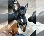 Small Photo #2 French Bulldog Puppy For Sale in AFTON, WY, USA