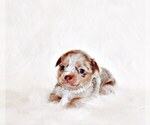 Puppy Ferrari Chihuahua