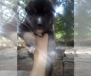 Siberian Husky Puppy for sale in FLORENCE, SC, USA