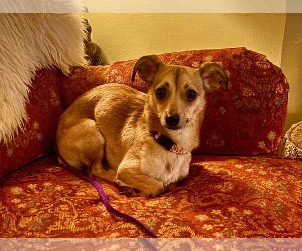 Medium Photo #12 Chihuahua Puppy For Sale in Sandy, UT, USA