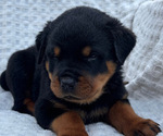 Puppy 1 Rottweiler