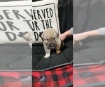 Small Photo #14 Anatolian Pyrenees Puppy For Sale in LEWIS, IA, USA