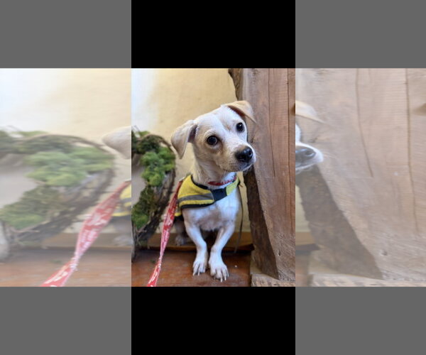 Medium Photo #5 Chihuahua-Unknown Mix Puppy For Sale in NYC, NY, USA