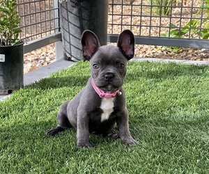 French Bulldog Puppy for sale in LAS VEGAS, NV, USA