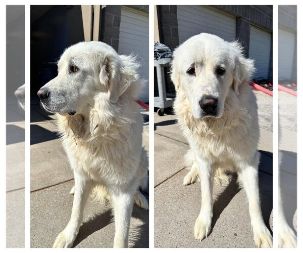 Medium Photo #1 Great Pyrenees Puppy For Sale in Columbus, IN, USA