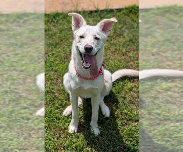 Medium Photo #11 Siberian Husky-Unknown Mix Puppy For Sale in Kennesaw, GA, USA