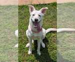 Small #10 Siberian Husky Mix
