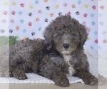 Small Photo #4 Sheepadoodle Puppy For Sale in NEW PROVIDENCE, PA, USA